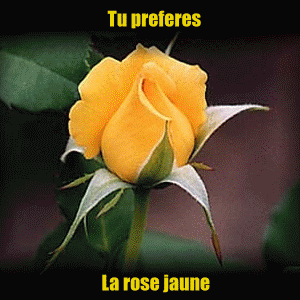 lé rose